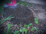 Bees - IMG_0546