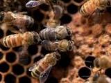 Bees - IMG_0549