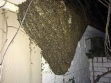 Bees - IMG_0623