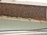 Bees - IMG_1208