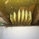 Bees - IMG_1255