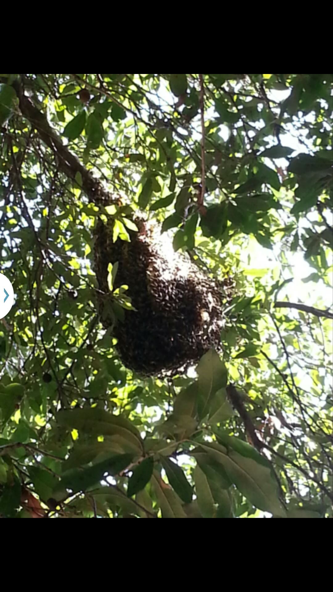 Bee hive